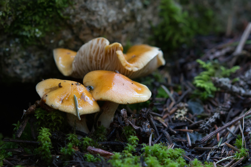 cortinarius-06_6.jpg