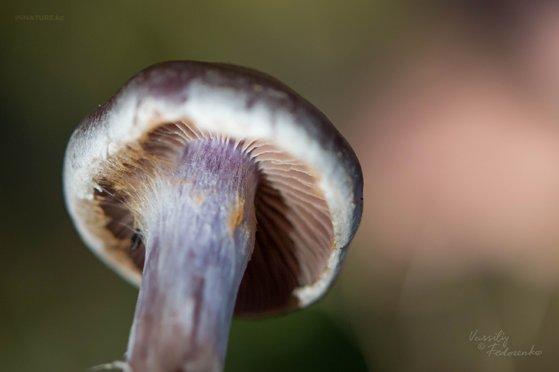 cortinarius-06_9.jpg