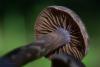cortinarius-06_t1.jpg