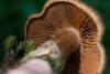 cortinarius-06_t1_5.jpg