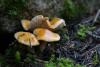cortinarius-06_t1_6.jpg
