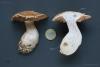 cortinarius-06_t1_8.jpg