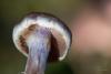 cortinarius-06_t1_9.jpg