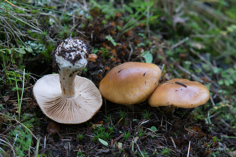 cortinarius-07_4.jpg