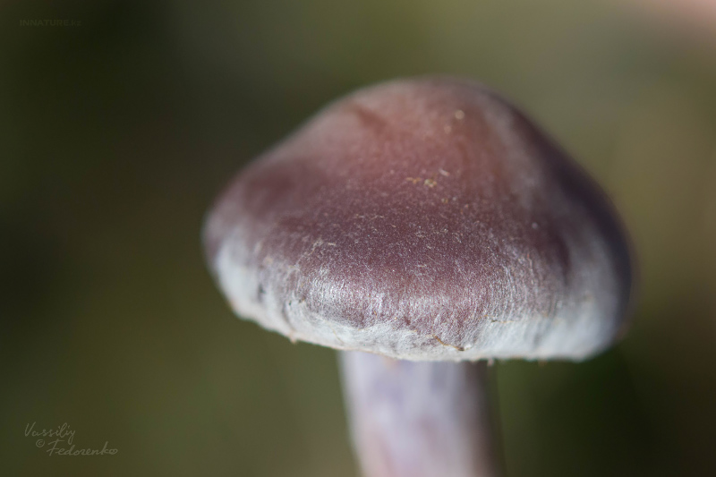cortinarius-07_7.jpg