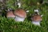 cortinarius-07_t1_1.jpg