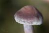 cortinarius-07_t1_7.jpg
