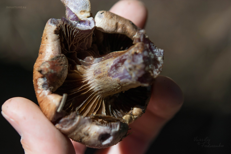 cortinarius-08.jpg