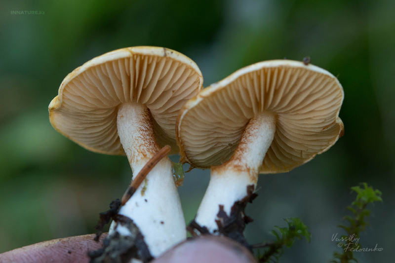 cortinarius-08_6.jpg