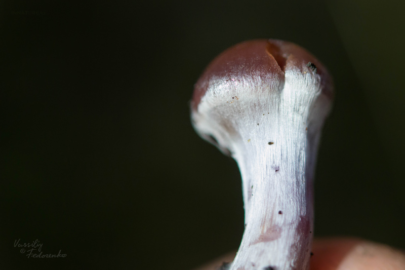 cortinarius-08_7.jpg