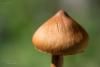 cortinarius-08_t1_5.jpg