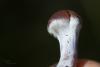 cortinarius-08_t1_7.jpg