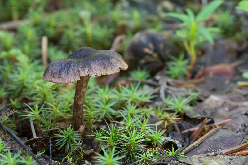 cortinarius-09.jpg