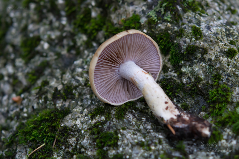 cortinarius-09_2.jpg
