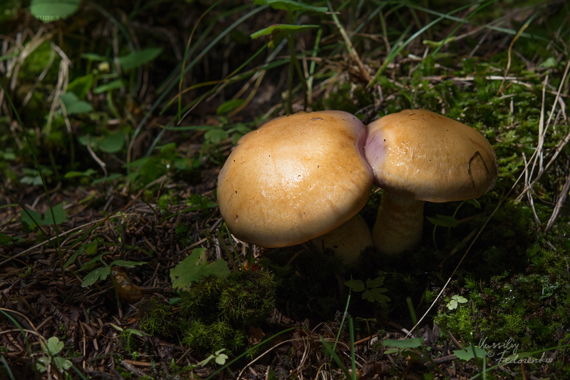 cortinarius-09_4.jpg