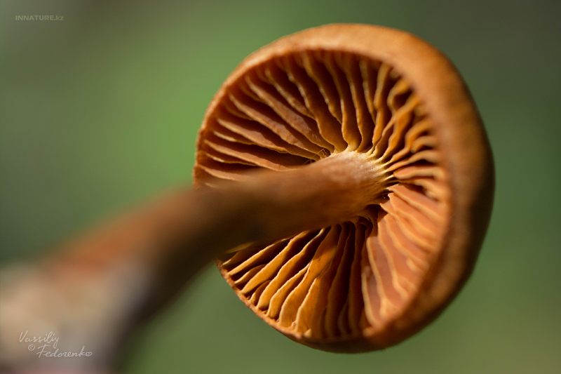 cortinarius-09_5.jpg
