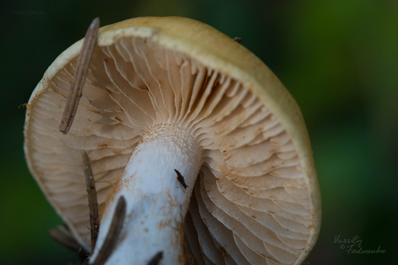 cortinarius-09_6.jpg