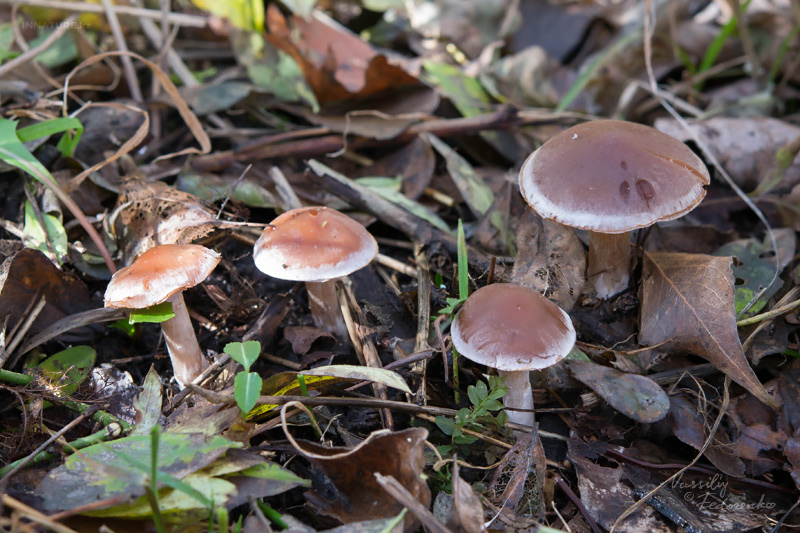 cortinarius-09_7.jpg