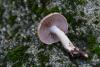 cortinarius-09_t1_2.jpg