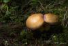 cortinarius-09_t1_4.jpg