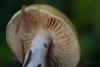 cortinarius-09_t1_6.jpg