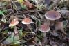 cortinarius-09_t1_7.jpg