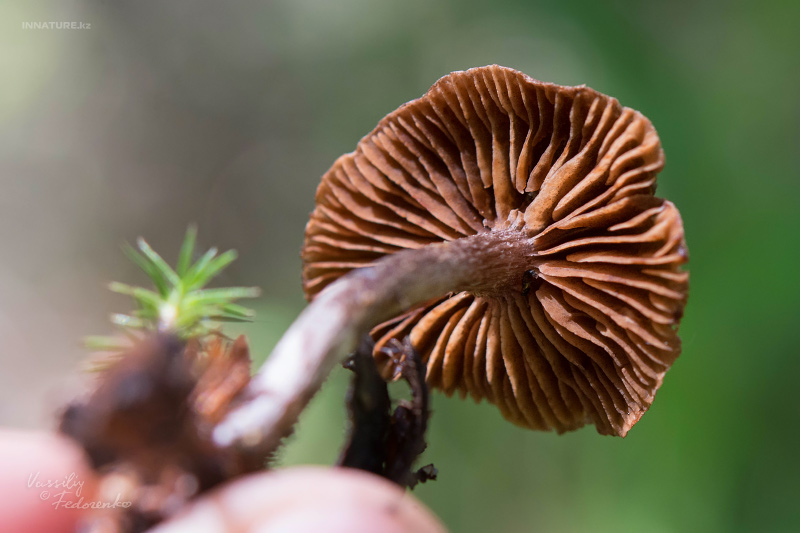 cortinarius-10.jpg