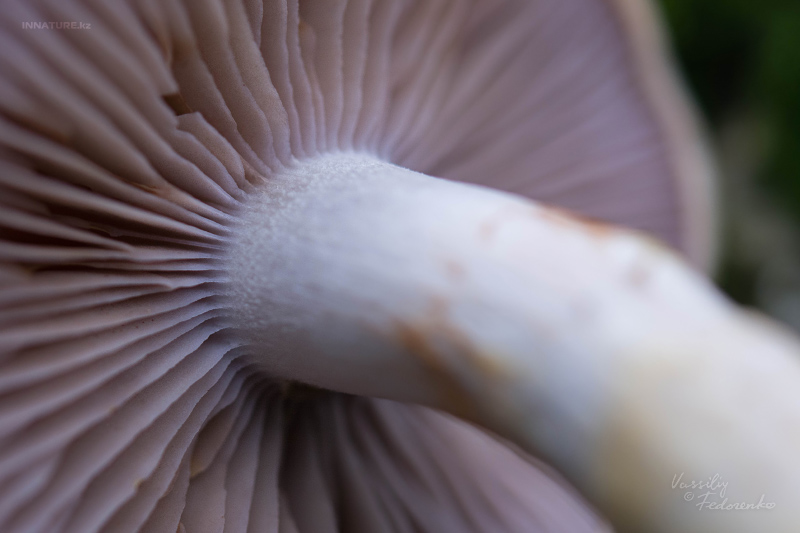 cortinarius-10_2.jpg