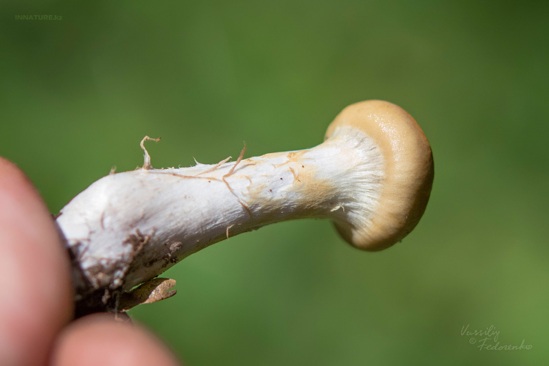 cortinarius-10_3.jpg