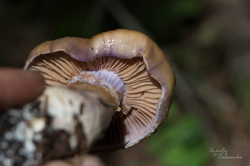 cortinarius-10_4.jpg