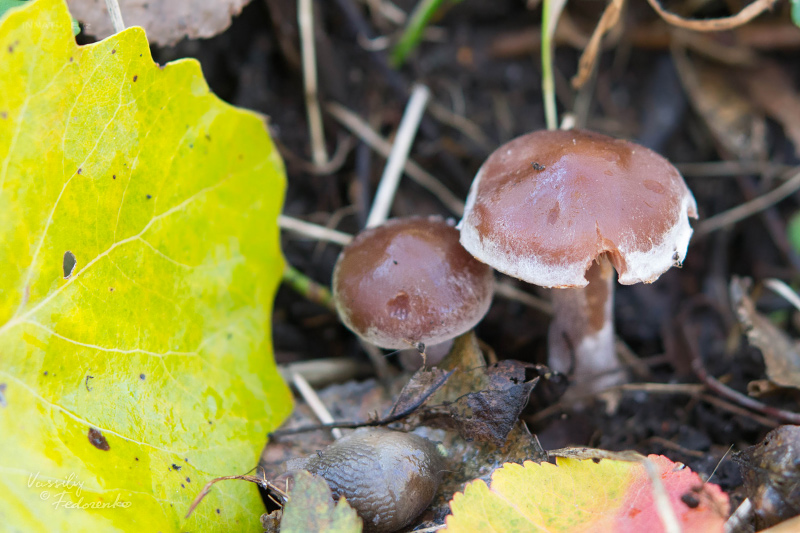 cortinarius-10_7.jpg