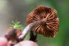 cortinarius-10_t1.jpg