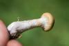 cortinarius-10_t1_3.jpg