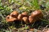 cortinarius-10_t1_5.jpg