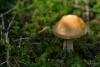 cortinarius-10_t1_6.jpg