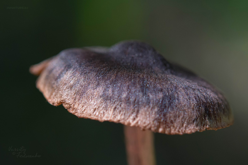 cortinarius-11.jpg