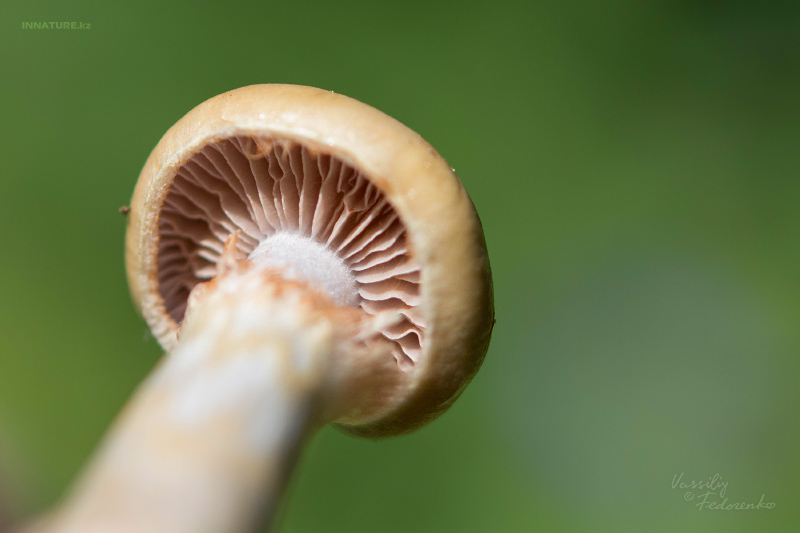 cortinarius-11_3.jpg