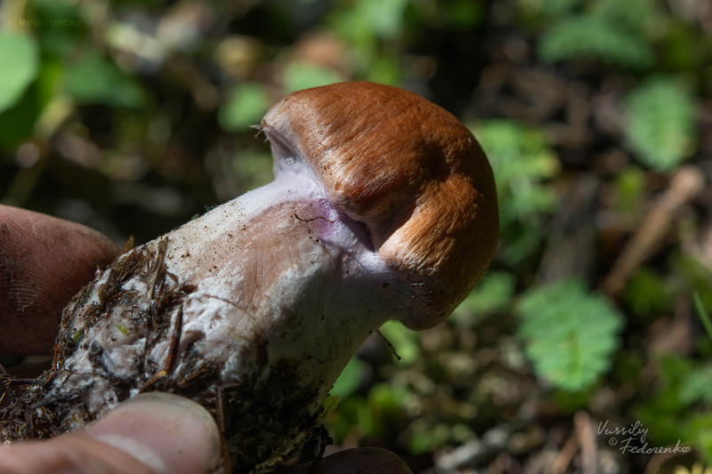 cortinarius-11_4.jpg