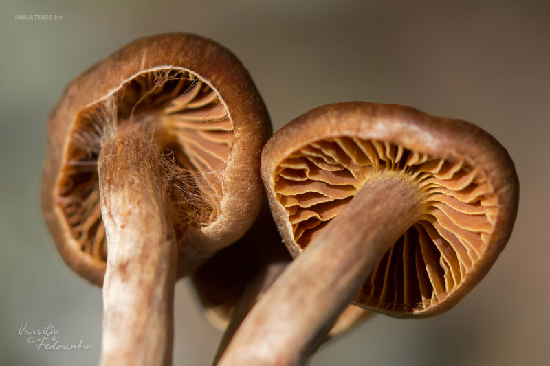 cortinarius-11_5.jpg