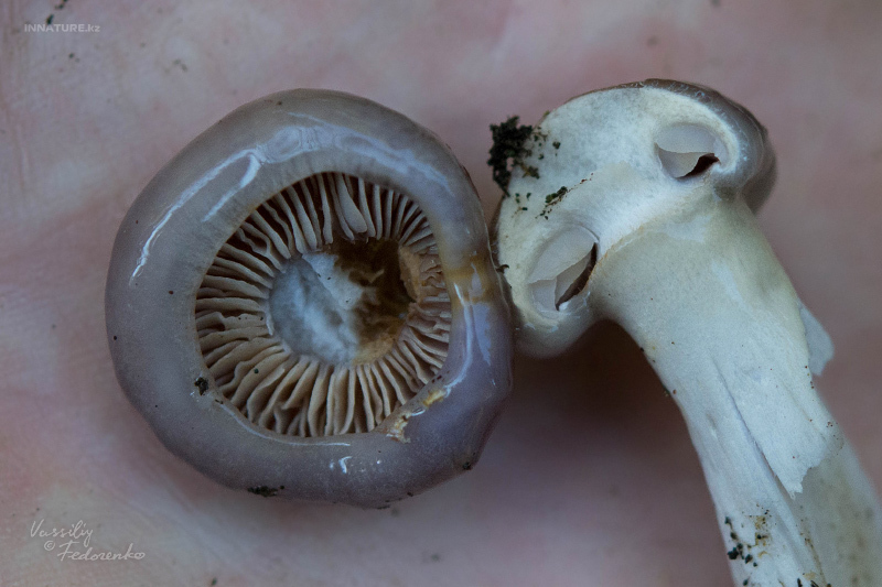 cortinarius-11_6.jpg