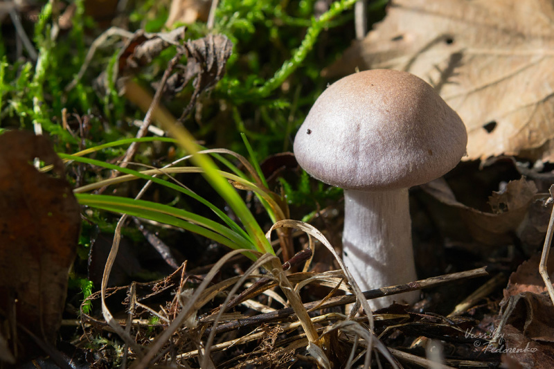 cortinarius-11_7.jpg