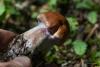 cortinarius-11_t1_4.jpg