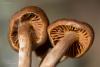 cortinarius-11_t1_5.jpg