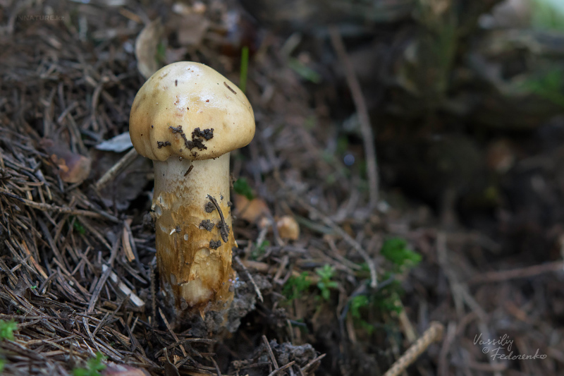 cortinarius-12_1.jpg