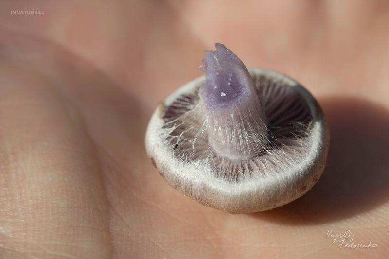 cortinarius-12_6.jpg