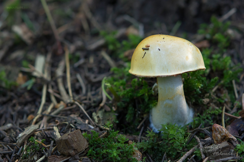 cortinarius-13_2.jpg