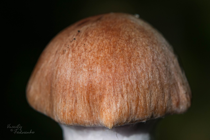 cortinarius-13_3.jpg