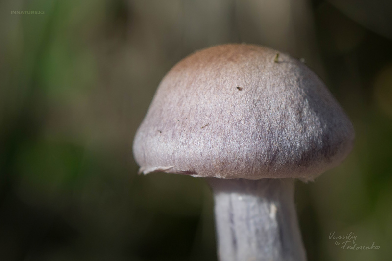 cortinarius-13_6.jpg
