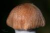cortinarius-13_t1_3.jpg