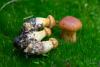cortinarius-13_t1_4.jpg
